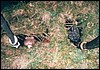 drak4_19.jpg